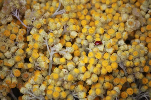 Bière Corse RIBELLA - IMMURTALE - blonde à l'immortelle Corse BIO – Image 2
